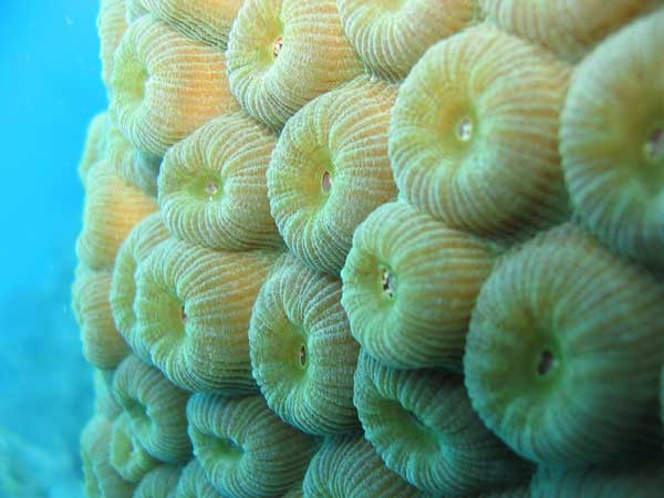 Great Star Coral