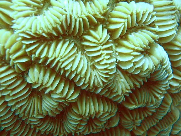 Meandrine Brain Coral