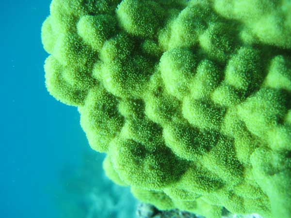 Mustard Hill Coral