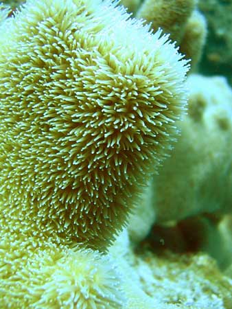 Pillar Coral