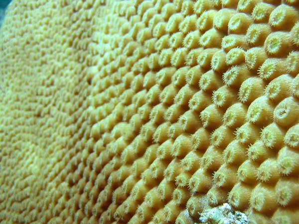 Star Coral