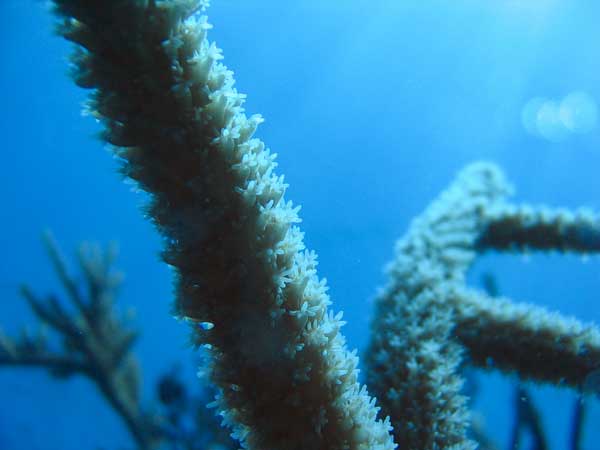 Sea Rod