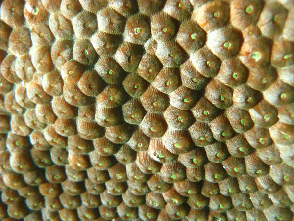Common Star Coral