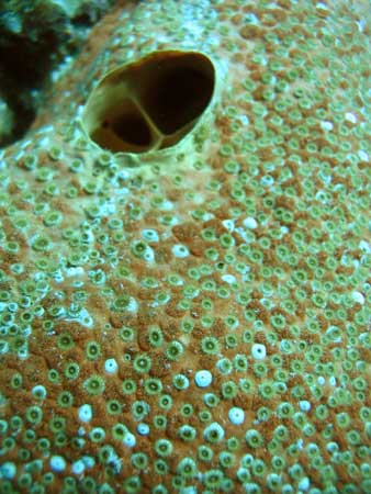 Star Coral
