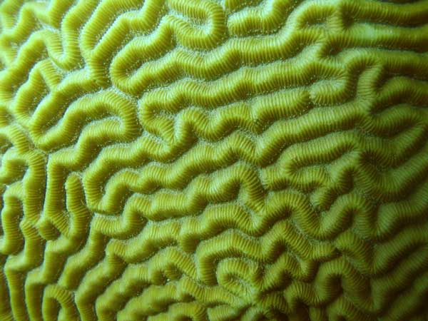 Brain Coral